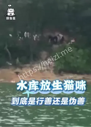 放生千只猫事件